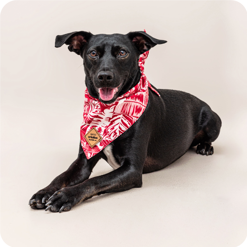 we_love_criollos_20_06